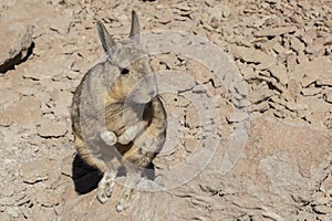 Southern Viscacha or Vizcacha Lagidium Viscacia in Siloli Desert - Bolivia