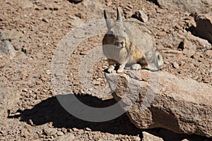 Southern Viscacha or Vizcacha Lagidium Viscacia in Siloli Desert - Bolivia