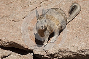 Southern Viscacha or Vizcacha Lagidium Viscacia in Siloli Desert - Bolivia