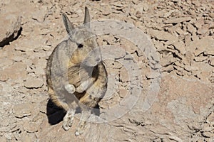 Southern Viscacha or Vizcacha Lagidium Viscacia in Siloli Desert - Bolivia photo