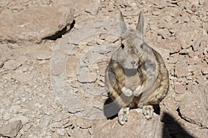 Southern Viscacha or Vizcacha Lagidium Viscacia in Siloli Desert - Bolivia photo