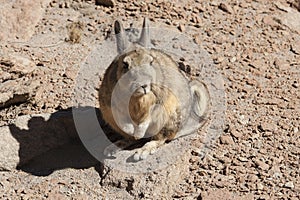 Southern Viscacha or Vizcacha Lagidium Viscacia in Siloli Desert - Bolivia photo