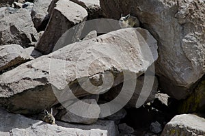 Southern viscachas Lagidium viscacia resting between rocks.