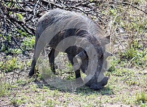 A Southern Warthog, Phacochoerus africanus ssp. sundevallii, is feeding on grass in a field in South Africa