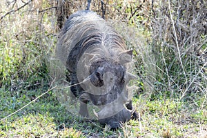 A Southern Warthog, Phacochoerus africanus ssp. sundevallii, feeding on grass in a field in South Africa