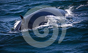 Southern whale diving in the Atlantic Ocean near the South African town of Hermanus to continue its migration around the world