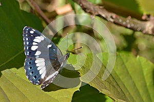Southern white admiral butterfly