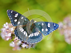 Southern White Admiral butterfly