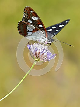 Southern White Admiral butterfly on flower