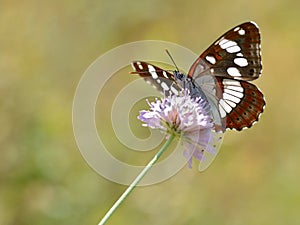 Southern White Admiral butterfly on flower