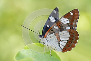 Southern White Admiral butterfly - Limenitis reducta