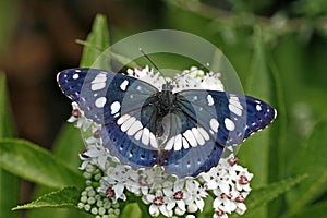 Southern White Admiral (Limenitis reducta)