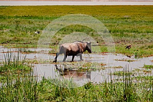 Southern white bearded wilder beast at Enkongo Narok Swamp at Amboseli National Park in Kenya