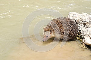 The southern white-breasted hedgehog
