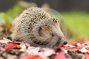 Southern white-breasted hedgehog photo