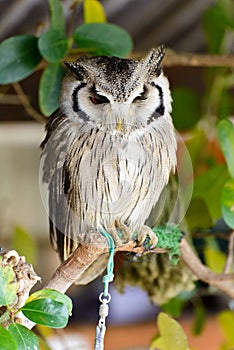 Southern White-faced Owl