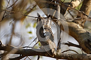 Southern White-faced Owl