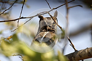 Southern White Faced Owl