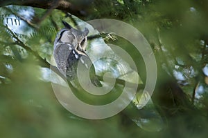 Southern White-faced Owl in Kgalagadi transfrontier park, South Africa