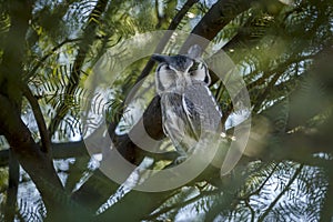 Southern White-faced Owl in Kgalagadi transfrontier park, South Africa