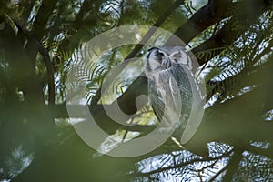 Southern White-faced Owl in Kgalagadi transfrontier park, South Africa