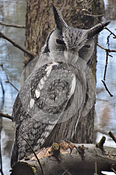 Southern White-faced Owl Ptilopsis granti