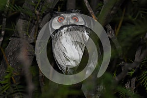 Southern White-faced owl Ptilopsis granti