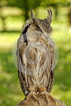 Southern white-faced owl Ptilopsis granti
