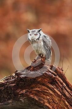 Southern White-faced Owl. Ptilopsis grants. African owl.