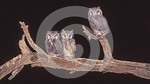 Southern White-Faced Owl Trio