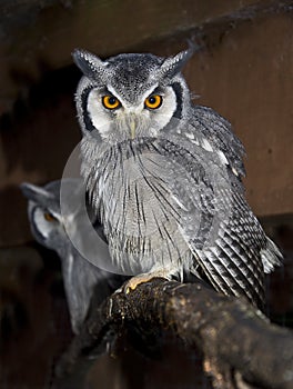 Southern White Faced Scops Owl