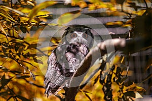 Southern White-Faced Scops Owl (Ptilopsis granti