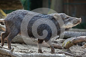 Southern white-lipped peccary Tayassu pecari albirostris