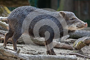 Southern white-lipped peccary Tayassu pecari albirostris