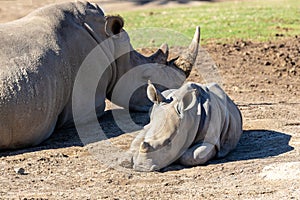 Southern White Rhino and Calf
