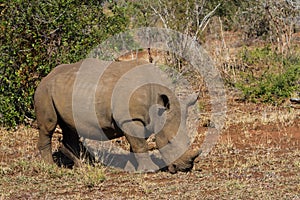 Southern white rhino Ceratotherium simum simum grazing alone in the bushveld in Kruger National Park