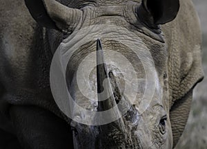 Southern White Rhino - face on view