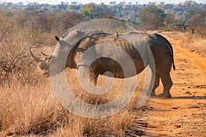 Southern White Rhino or Rhinoceros, South Africa
