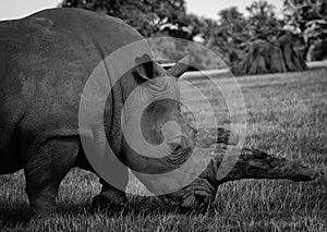 Southern White Rhino - side on view