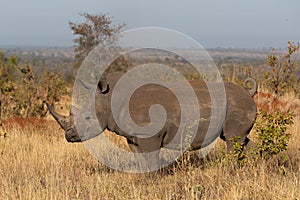 Southern white rhino standing in the African savannah