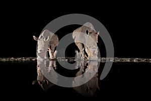 Southern white rhino at a waterhole