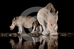 Southern white rhino at a waterhole