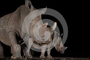 Southern white rhino at a waterhole