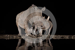 Southern white rhino at a waterhole