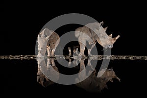 Southern white rhino at a waterhole