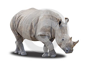 Southern White Rhinoceros