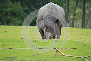 Southern white rhinoceros