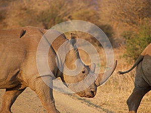 Southern white rhinoceros