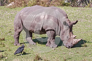 Southern White Rhinoceros