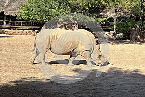 Southern white rhinoceros at Bioparc de Valencia photo